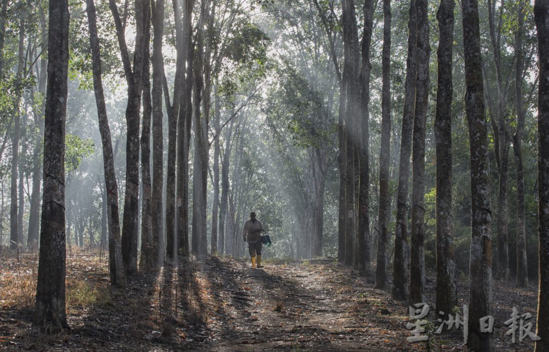 星角摄/图说大马:橡胶价回升,但树都快砍光了!