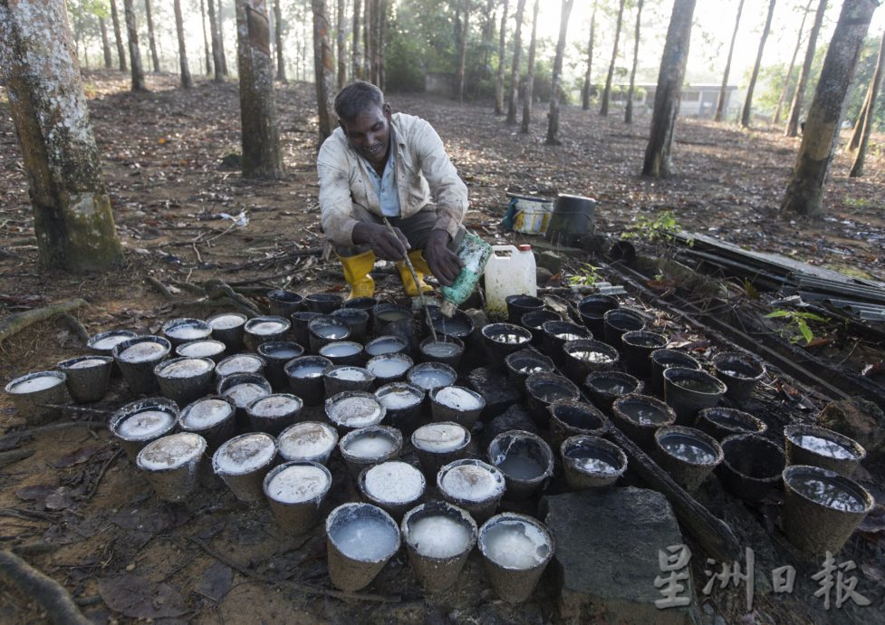 星角摄/图说大马:橡胶价回升,但树都快砍光了!