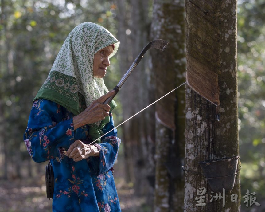 星角摄/图说大马:橡胶价回升,但树都快砍光了!