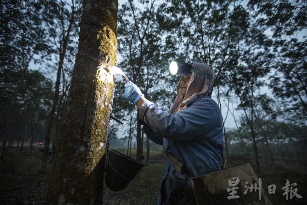 星角摄/图说大马:橡胶价回升,但树都快砍光了!