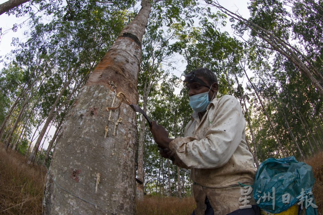 星角摄/图说大马:橡胶价回升,但树都快砍光了!