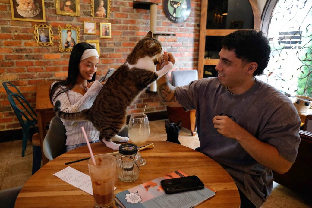 只因车被猫刮花 韩男子辗死剪死勒死76猫咪 被判坐牢14个月