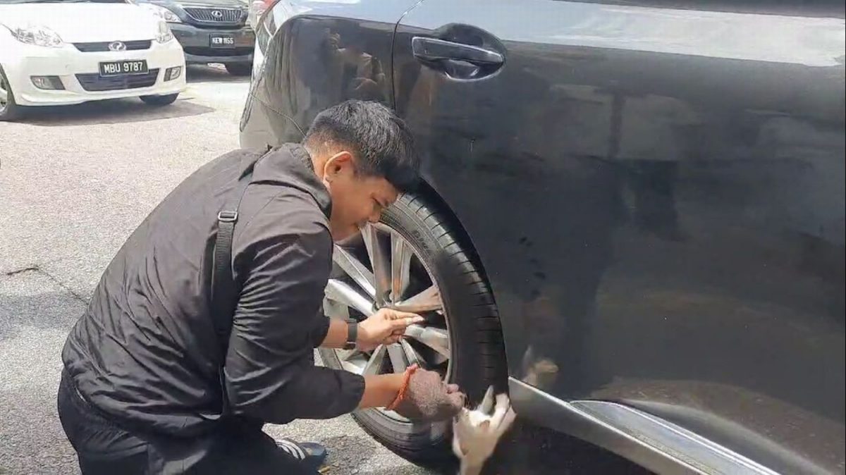 各族停下救卡车底的小猫咪