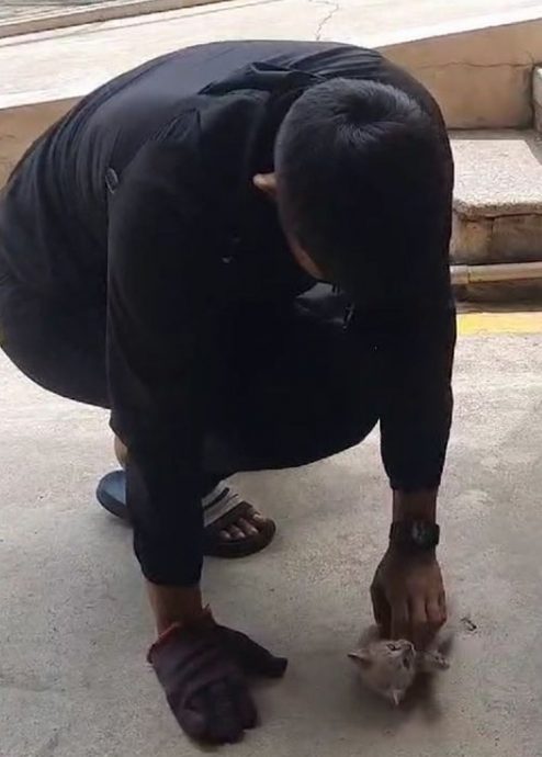 各族停下救卡车底的小猫咪