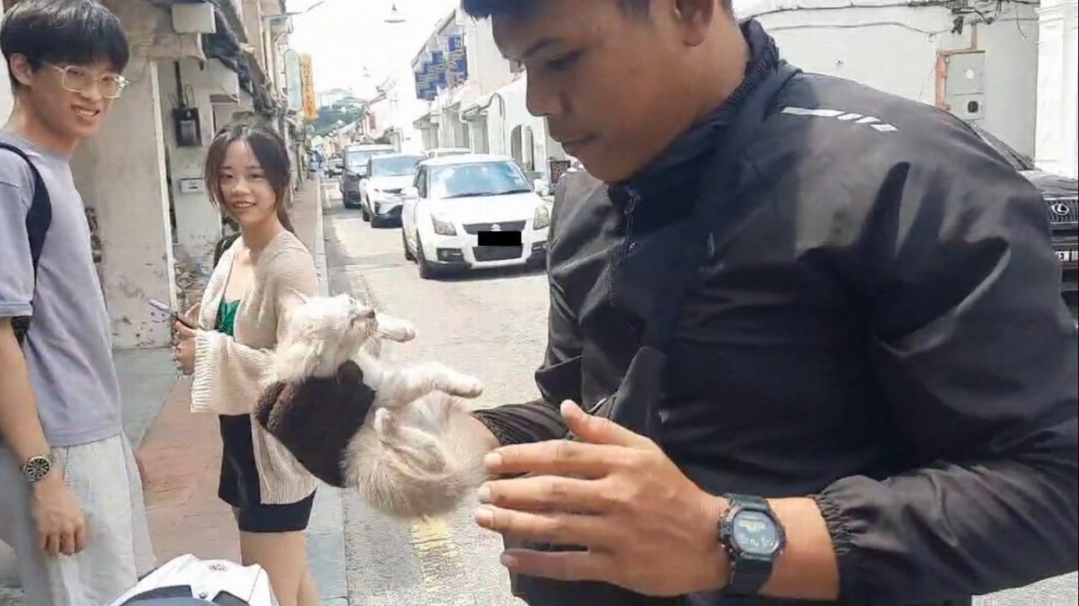 各族停下救卡车底的小猫咪