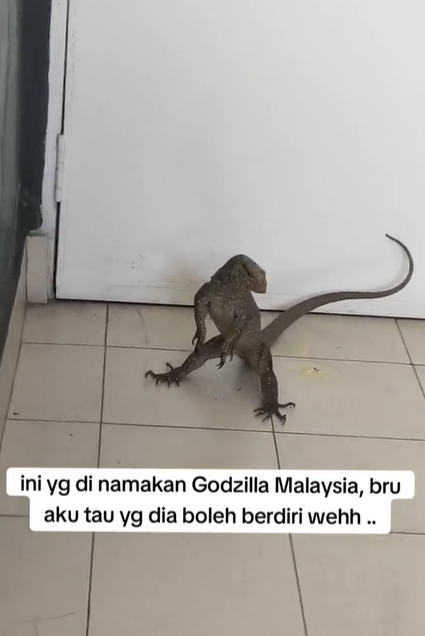 四脚蛇两腿站立摆作战姿势 网笑：大马哥斯拉！