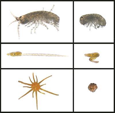 塑料污染会杀死多种海洋物种胚胎