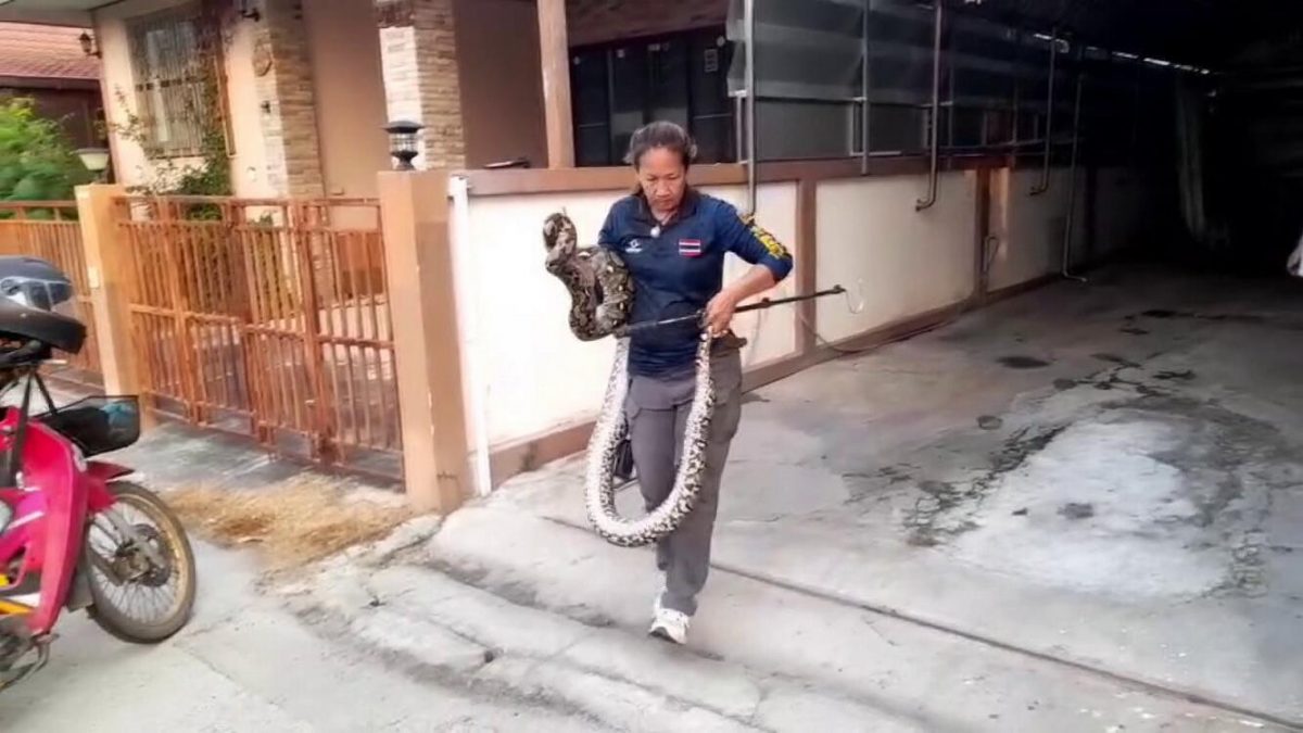 大热天受不了 蟒蛇潜入住家吓坏人