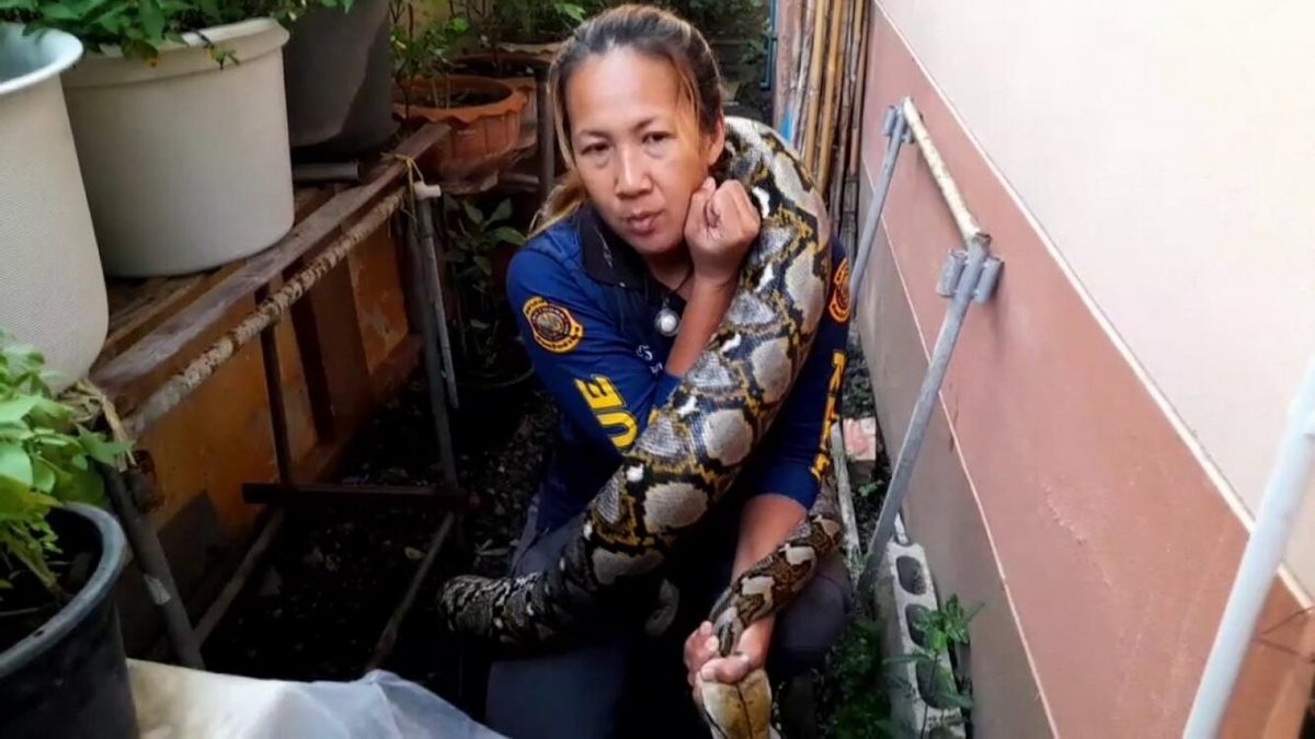 大热天受不了 蟒蛇潜入住家吓坏人