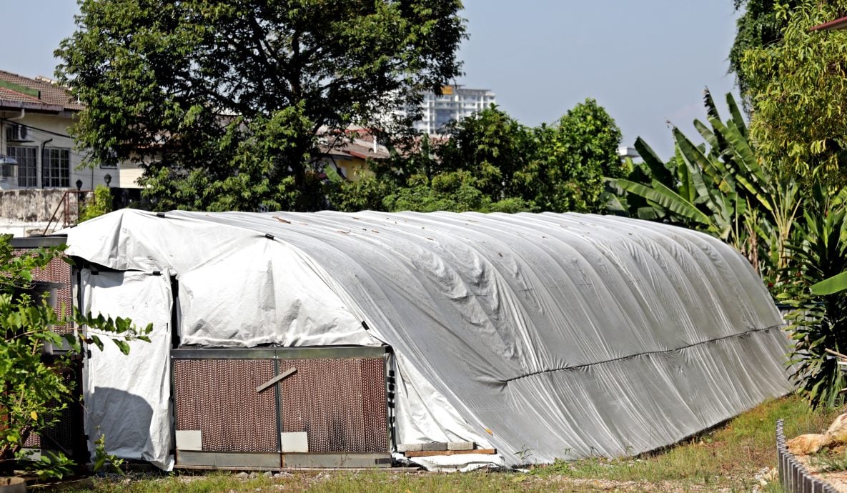 大都会封面-蒲种登布雅社区菜园增设2个新区域