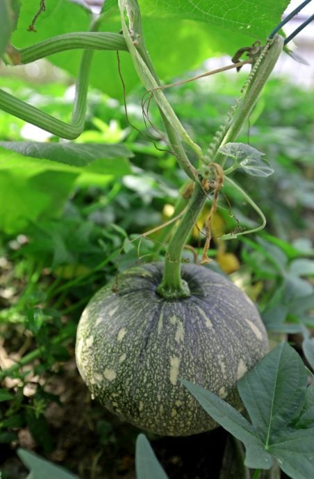 大都会封面-蒲种登布雅社区菜园增设2个新区域