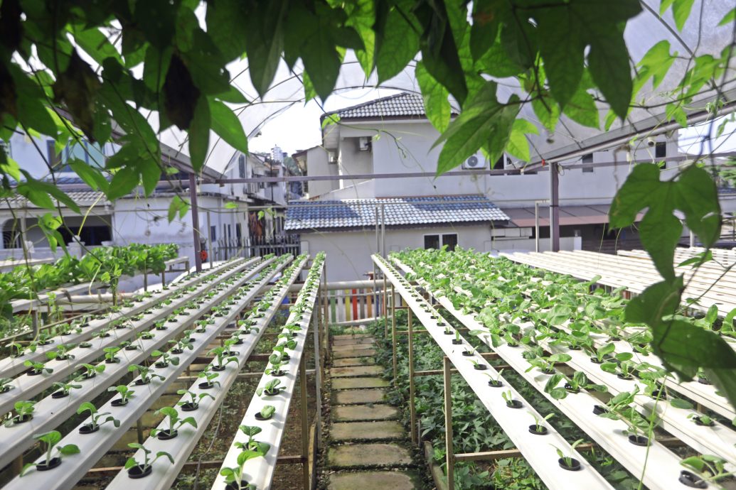 大都会封面-蒲种登布雅社区菜园增设2个新区域