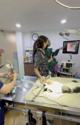 大马缺晚间兽医服务,宠物半夜急诊要找谁?