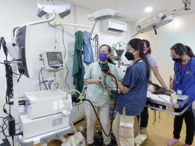 大马缺晚间兽医服务,宠物半夜急诊要找谁?