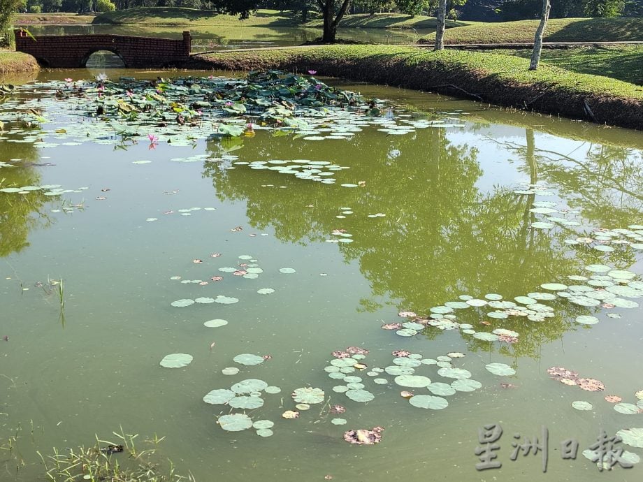 太平湖太极道旁杂草丛生 影响阴阳湖 市议会受促关注