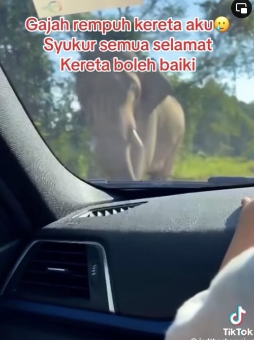 宜力东西大道野象撞向车 车主：庆幸一家无事