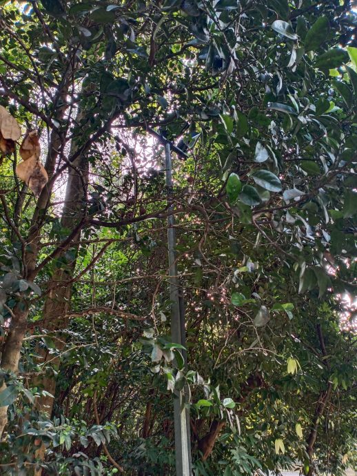 封面-大都会/人民公园走道凹凸不平肇10多人跌倒受伤/17图