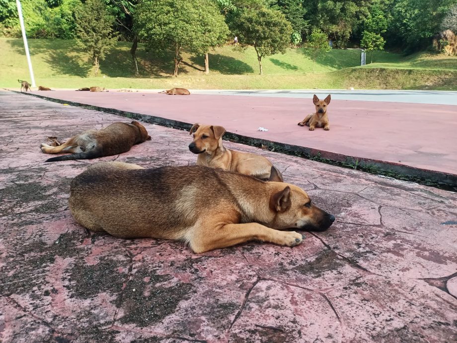 封面-大都会/人民公园走道凹凸不平肇10多人跌倒受伤/17图