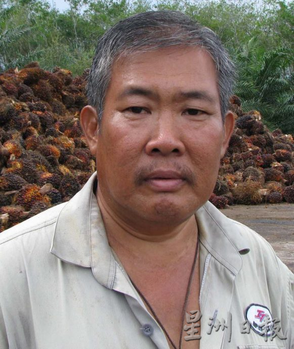 小园主陷成本增收入减困境 曼绒油棕园布袋虫肆虐 