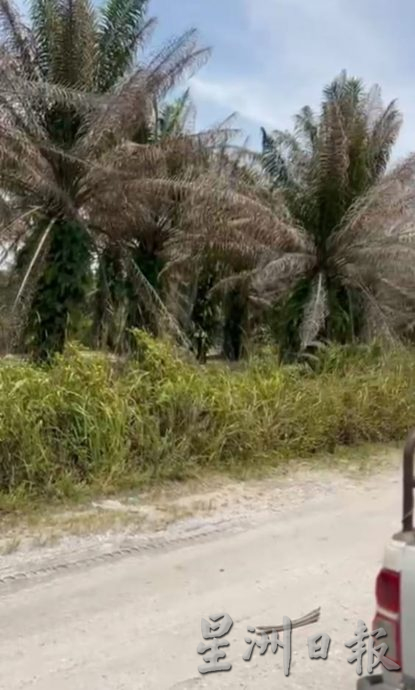 小园主陷成本增收入减困境 曼绒油棕园布袋虫肆虐 