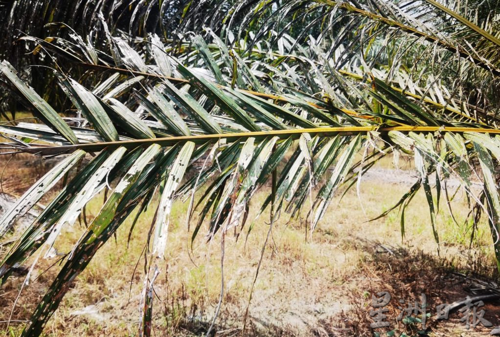 小园主陷成本增收入减困境 曼绒油棕园布袋虫肆虐 