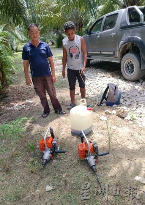 小园主陷成本增收入减困境 曼绒油棕园布袋虫肆虐 