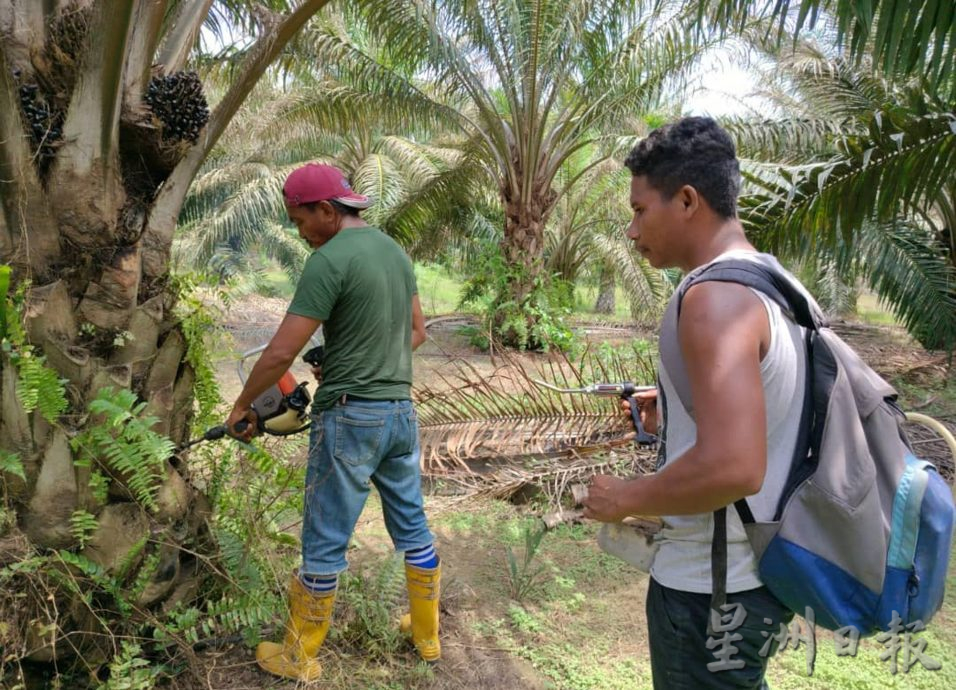 小园主陷成本增收入减困境 曼绒油棕园布袋虫肆虐 