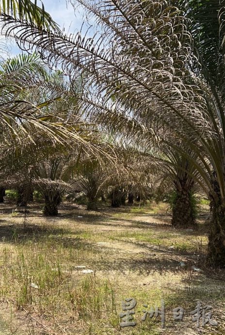 小园主陷成本增收入减困境 曼绒油棕园布袋虫肆虐 