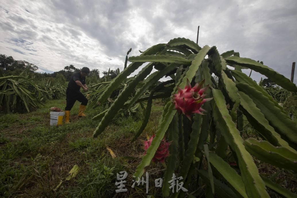 *已签发*柔:【特稿】天气热产量跌 本地果农望“阳”兴叹