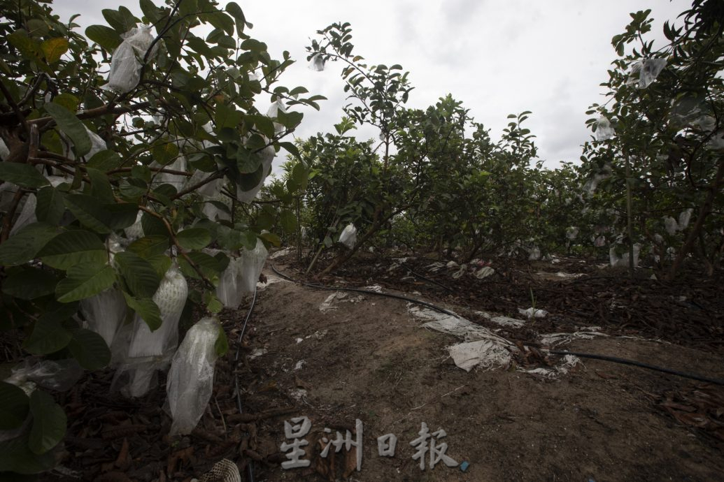 *已签发*柔:【特稿】天气热产量跌 本地果农望“阳”兴叹