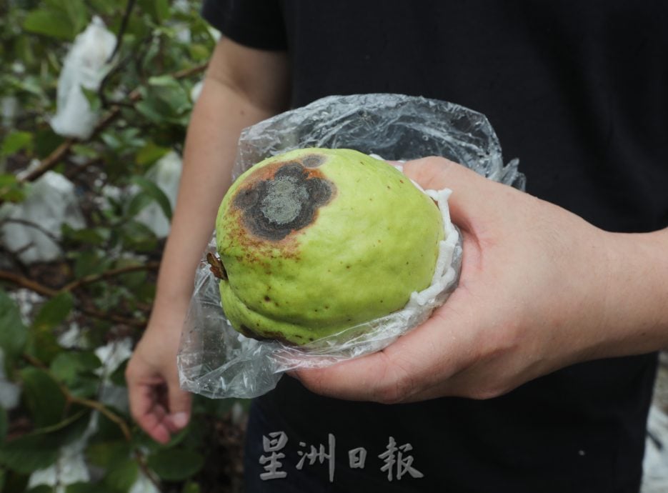 *已签发*柔:【特稿】天气热产量跌 本地果农望“阳”兴叹