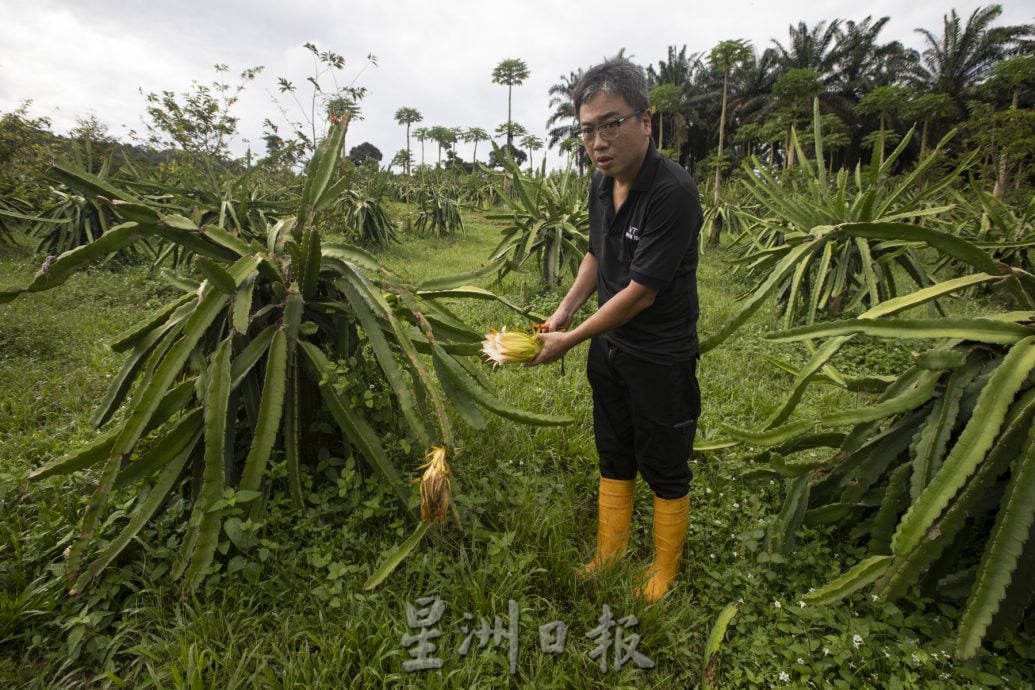 *已签发*柔:【特稿】天气热产量跌 本地果农望“阳”兴叹