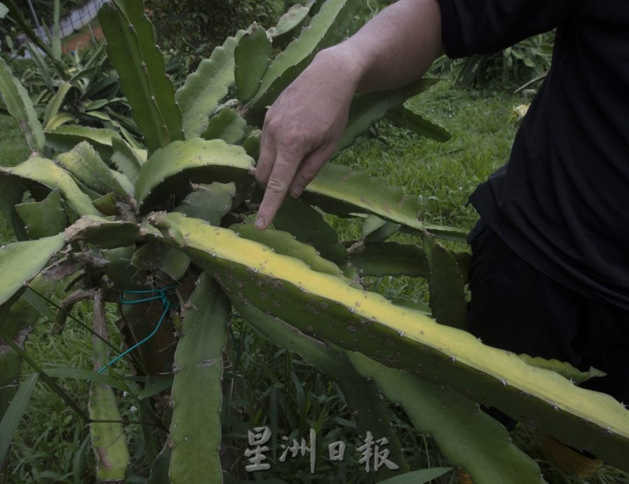 *已签发*柔:【特稿】天气热产量跌 本地果农望“阳”兴叹