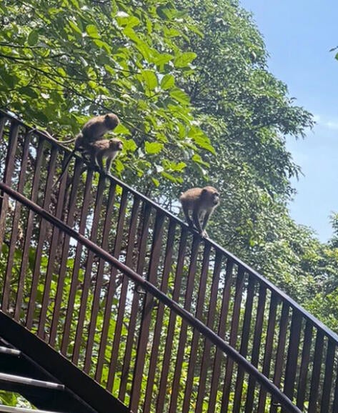 **已签发**柔:狮城二三事:一口咬住女郎手臂,狮城自然公园现恶猴