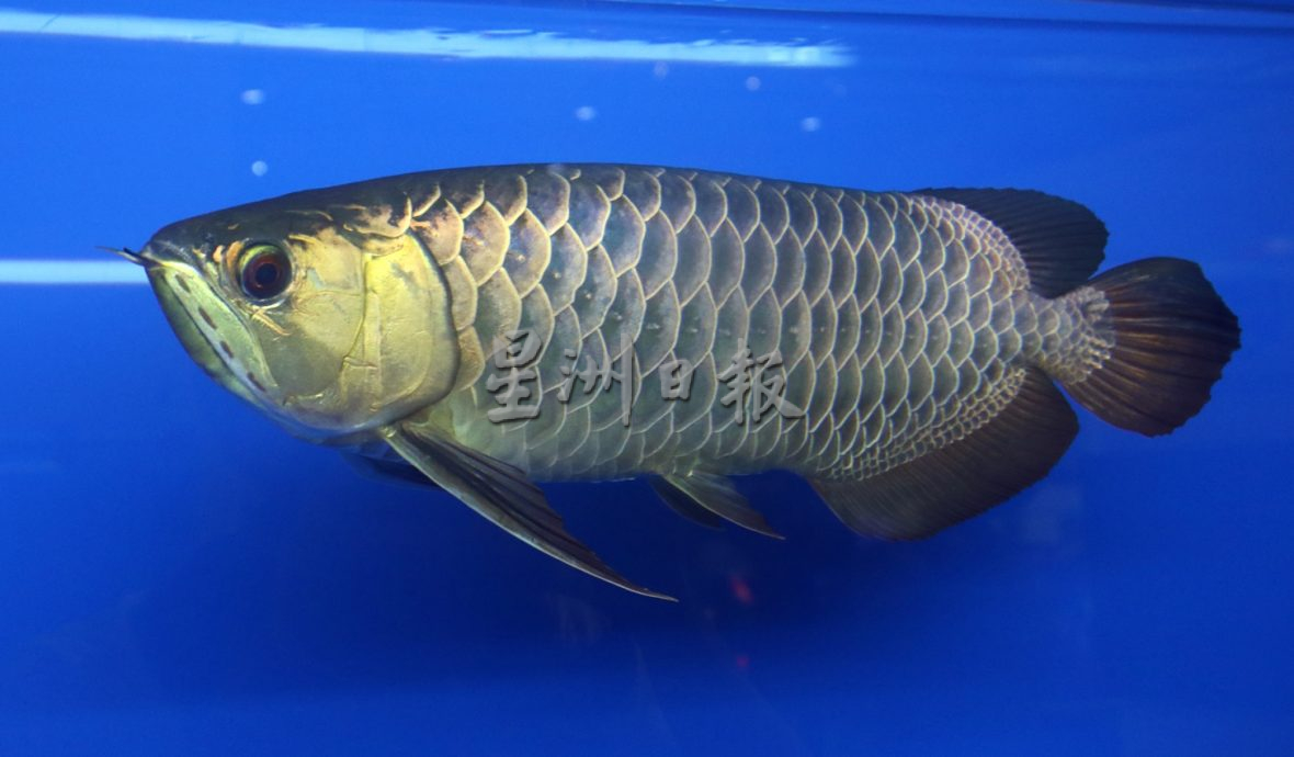 *已签发*（版二头条）柔：《亚洲龙鱼争霸赛》开幕| 阿查哈里鼓励国内观赏鱼养殖者积极参与国外展销会 开拓更大商机