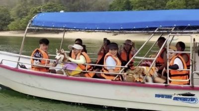 带狗出游邦咯岛,食住行功课先做好!