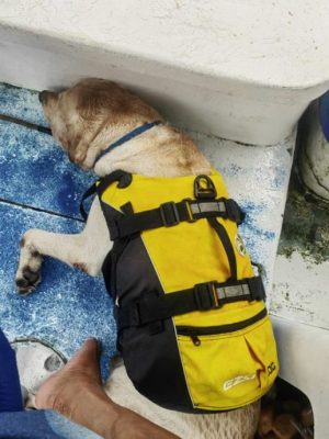 带狗出游邦咯岛,食住行功课先做好!