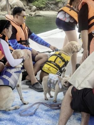 带狗出游邦咯岛,食住行功课先做好!