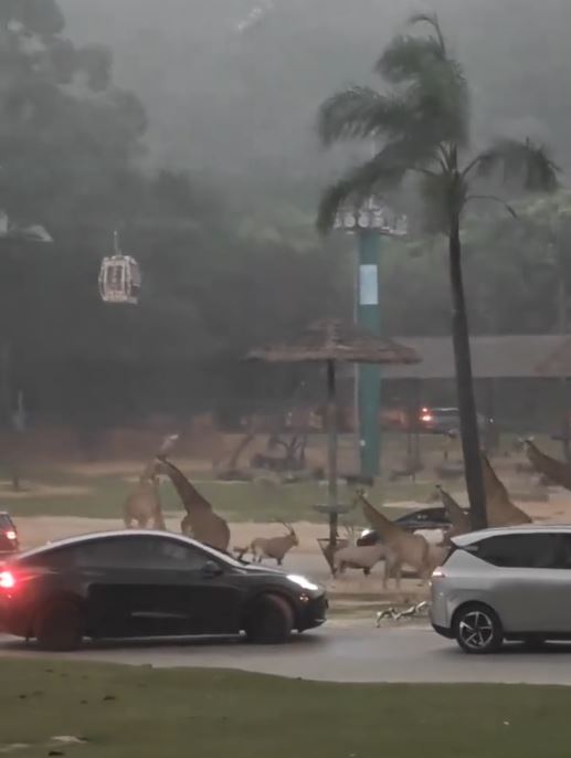 广州长隆现动物大迁徙奇观 数十斑马、长颈鹿“丧跑”避雨