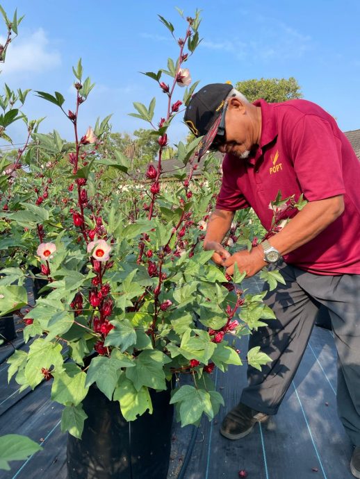 建议全国版:暖势力:登嘉楼马来西亚大学协助听觉障碍者自力更生,带领他们参加大学所推动的洛神花种植计划,让他们凭着自己的能力赚钱过活。