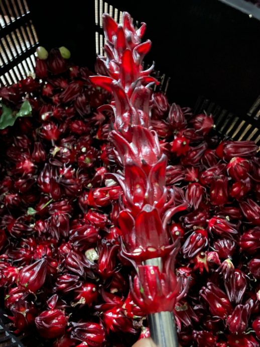 建议全国版:暖势力:登嘉楼马来西亚大学协助听觉障碍者自力更生,带领他们参加大学所推动的洛神花种植计划,让他们凭着自己的能力赚钱过活。