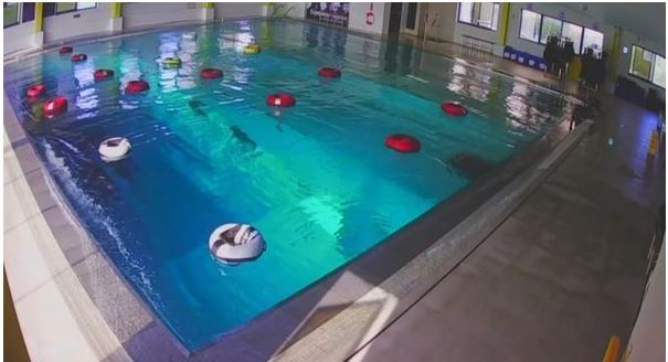  强震发生时 知名饭店顶楼泳池掀波浪　泳客被剧烈摇