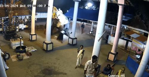 拚图)大象祭祀期间突狂性大发 菜鸟象夫惨遭又踢又踩当场丧命