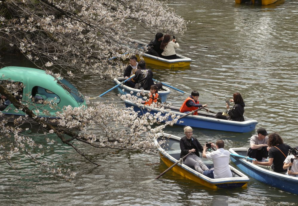 日本东京樱花季节正式开始