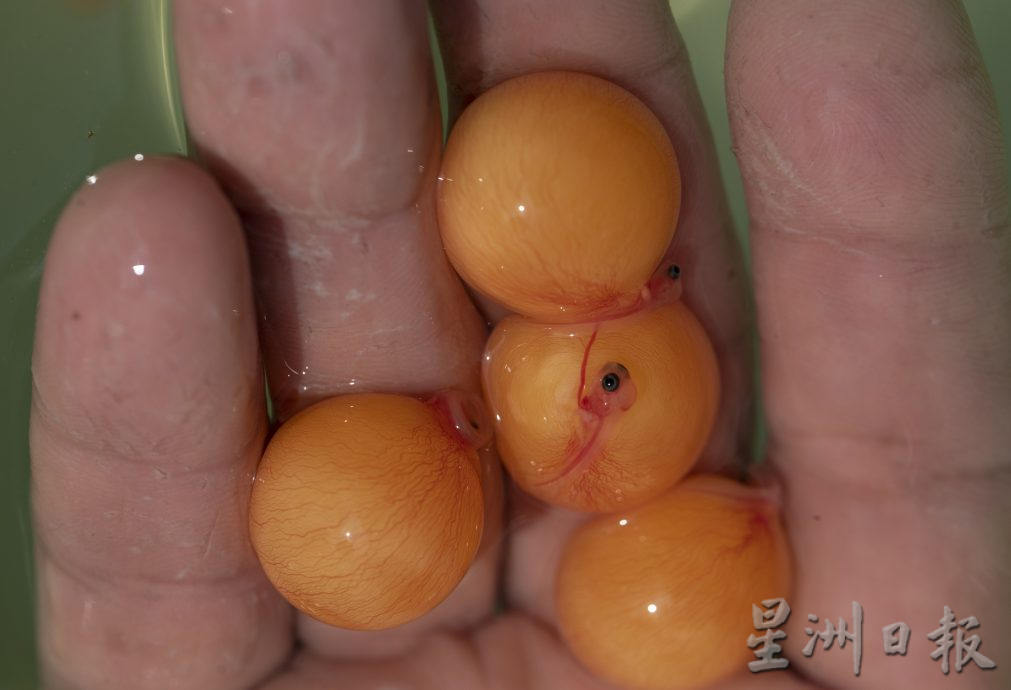 星角摄（18/4）：了不起的金龙鱼爸爸