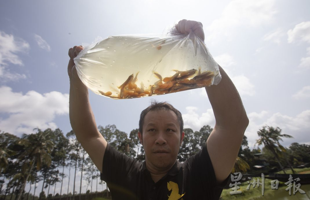 星角摄（18/4）：了不起的金龙鱼爸爸