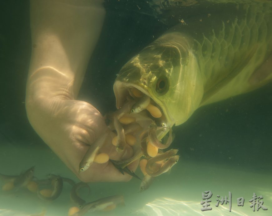 星角摄（18/4）：了不起的金龙鱼爸爸