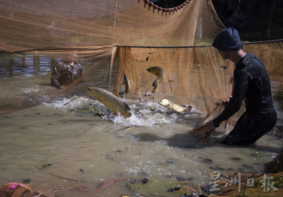 星角摄（18/4）：了不起的金龙鱼爸爸