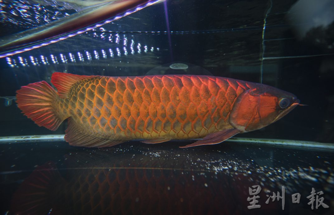 星角摄（18/4）：了不起的金龙鱼爸爸
