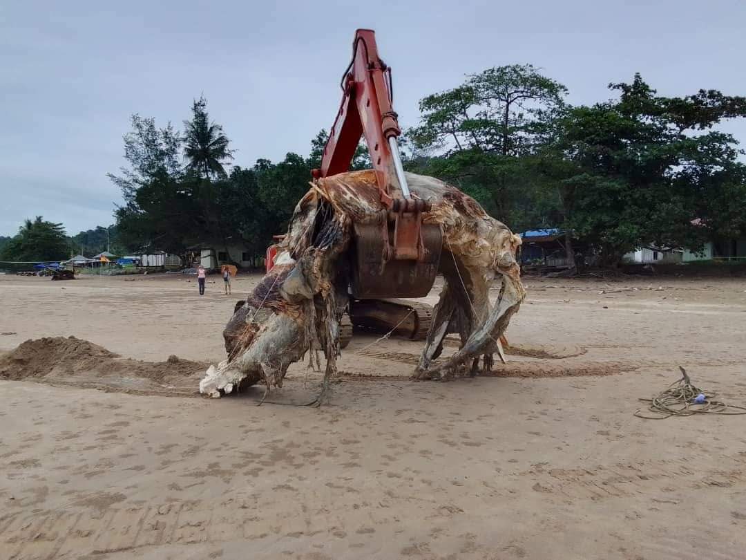 昨日陈尸在马兰诺湾海滩的鲸鱼初步推断为布氏鲸